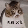萌宠 猫咪 你看又急 呆萌 可爱