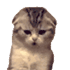 萌宠 猫咪 打哈欠 呆萌 可爱