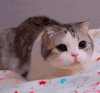 萌宠 猫咪 可怜 呆萌 可爱