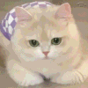 萌宠 猫咪 不开心 呆萌 可爱