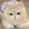 萌宠 猫咪 不开心 呆萌 可爱