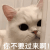 萌宠 猫咪 你不要过来啊 呆萌 可爱