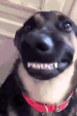 狗呲牙表情包动图图片