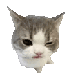萌宠 猫咪 盯 呆萌 可爱