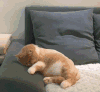 萌宠 猫咪 不开心 呆萌 可爱