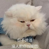 萌宠 猫星人 你不说话 没人把你当哑巴 搞怪 呆萌
