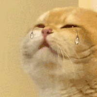 萌宠 猫咪 哭 呆萌 可爱