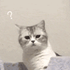 萌宠 猫咪 ？ 呆萌 可爱