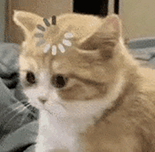 萌宠 猫咪 思考 呆萌 可爱