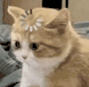 萌宠 猫咪 思考 呆萌 可爱