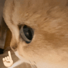 猫咪 可爱 搞怪 沙雕