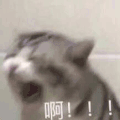 萌宠 猫咪 啊 可爱 呆萌