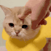 萌宠 猫咪 不许动 呆萌 可爱