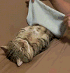 萌宠 猫咪 盖被子 呆萌 可爱