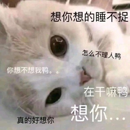 萌宠猫星人想你想的睡不着在干嘛呀呆萌可爱gif动图_动态图_表情包
