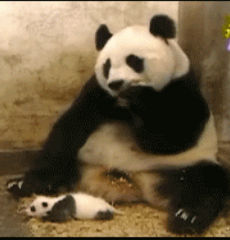 熊猫头震惊表情包GIF4k图片