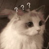 萌宠 猫咪 怎么个事 呆萌 可爱