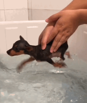 小狗游泳表情包图片