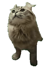 猫meme 猫猫 抽象 搞怪