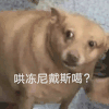 萌宠 狗狗 哄栋尼戴斯噶 呆萌 可爱