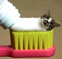 猫咪 牙膏猫咪 可爱 搞笑