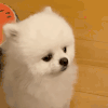 萌宠 狗狗 不开心 呆萌 可爱