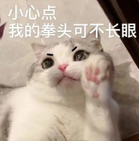 萌宠 猫咪 拳头 呆萌 可爱