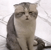 萌宠 猫咪 困 呆萌 可爱