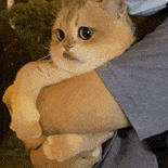 萌宠 猫咪 抱 呆萌 可爱