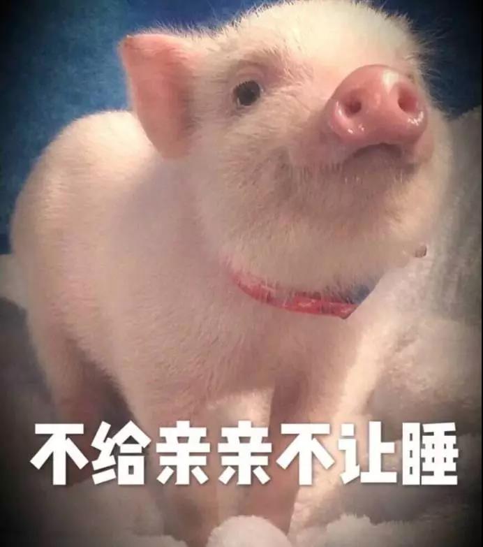 猪猪亲嘴的照片现实图片