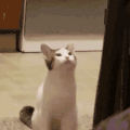 萌宠 猫咪 开心 呆萌 可爱
