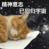 萌宠 猫咪 精神意志已回归宇宙 呆萌 可爱
