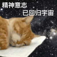 萌宠 猫咪 精神意志已回归宇宙 呆萌 可爱