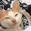 萌宠 猫咪 睡觉 呆萌 可爱