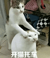 萌宠 猫咪 开猫托车 呆萌 可爱
