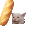 猫meme 可爱 搞怪 沙雕