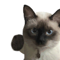 萌宠 猫咪 打你 呆萌 可爱