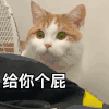 萌宠 猫咪 给你个屁 呆萌 可爱