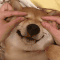 萌宠 狗狗 睁眼 呆萌 可爱