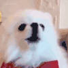 萌宠 狗 叫 呆萌 可爱