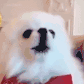 萌宠 狗 叫 呆萌 可爱
