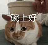 萌寵 貓咪 碗上好 呆萌 可愛