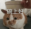 萌宠 猫咪 碗上好 呆萌 可爱