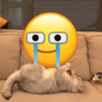 萌宠 猫咪 哭了 呆萌 可爱