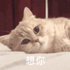 萌宠 猫咪 想你 呆萌 可爱