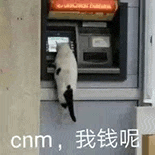 萌寵 貓咪 cnm我錢呢 呆萌 可愛