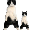 萌宠 猫咪 跳舞 呆萌 可爱