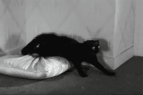 恐怖黑色猫吓人的令人毛骨悚然的嘶嘶声或什么的gif动图