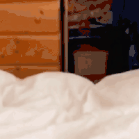萌宠 猫咪 我来了 呆萌 可爱