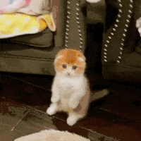 萌宠 猫咪 卖萌 呆萌 可爱